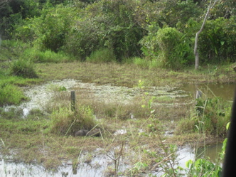 Vista da cidade de Alta Floresta, portal amazônico de Mato Grosso Vista da cidade de Alta Floresta, Mato Grosso
