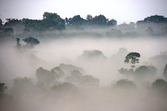 Amanhecer na RPPN Cristalino, em Alta Floresta (MT) Amanhecer na RPPN Cristalino, Amazônia