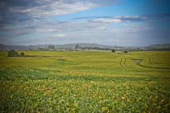Paisagem do Pampa na Campanha Gaúcha, em Bagé Campo nativo do bioma Pampa em Bagé
