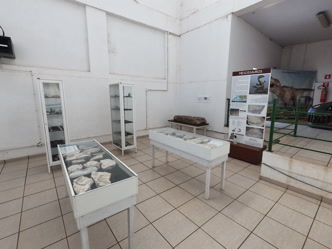 Museu de História Natural do Araguaia Acervo do Museu de História Natural do Araguaia, vinculado à UFMT