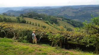 Vista panorâmica dos vinhedos em Bento Gonçalves Vista panorâmica dos vinhedos