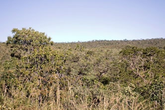 Panorâmica do cerrado de Caldas Novas Cerrado ao redor de Caldas Novas
