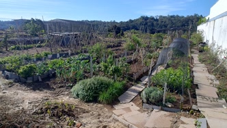 Horta urbana em Garibaldi, paisagem verdejante do polo vinícola