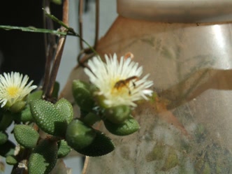 Flor de suculenta em Jataí Flor de suculenta típica do cerrado em Jataí