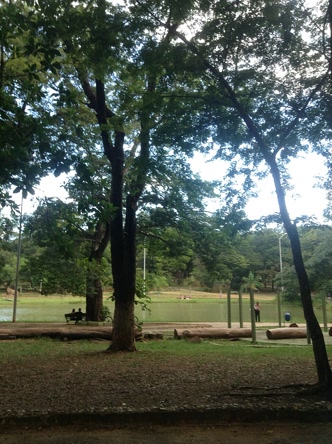 Parque Municipal de Montes Claros Parque Municipal de Montes Claros com árvores do Cerrado