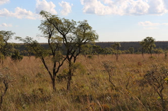 Cerrado goiano, paisagem típica dos arredores de Rio Verde Paisagem de cerrado nos arredores de Rio Verde