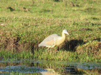 Bioma do Pampa