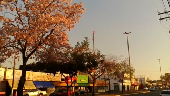 Ipês floridos em Tangará da Serra Ipês floridos em Tangará da Serra